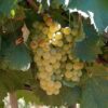 Vermentino - 